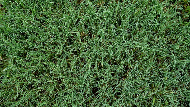 Bermuda Grass