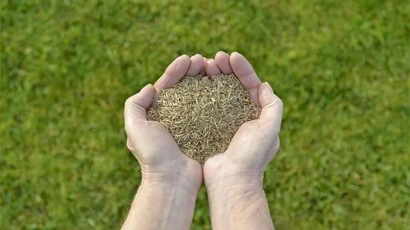 Bermuda Grass