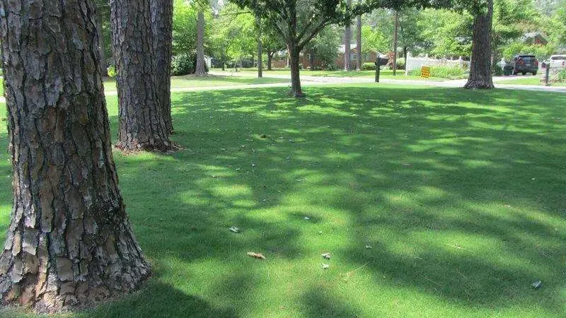 Bermuda Grass