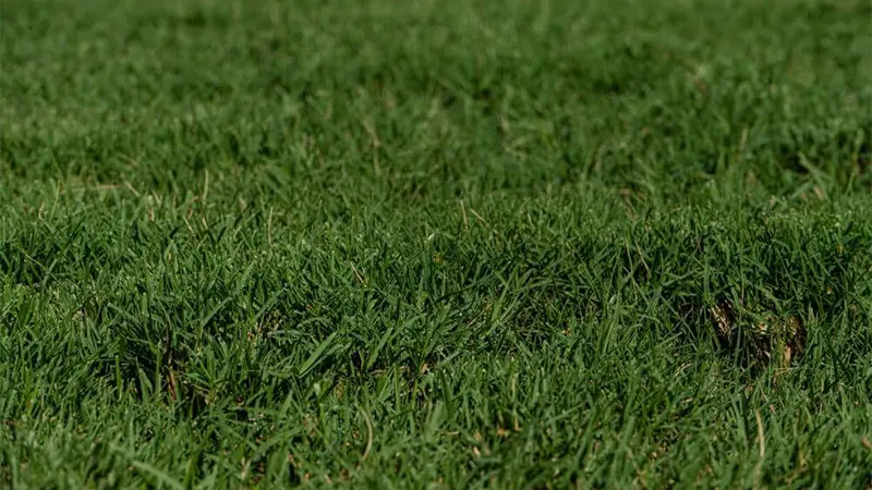 Bermuda Grass