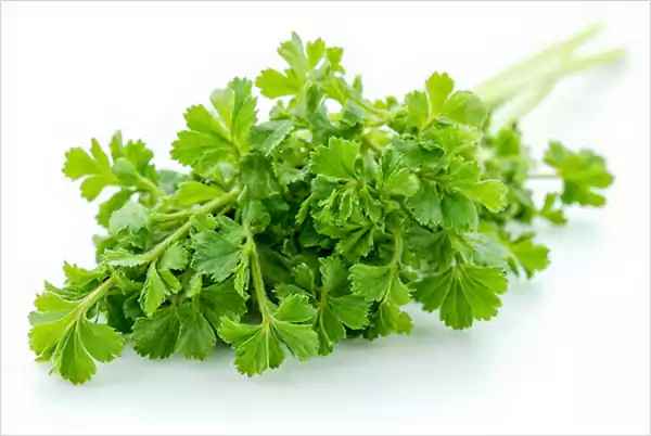 Chervil