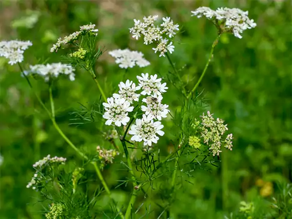 Cilantro plant bolting