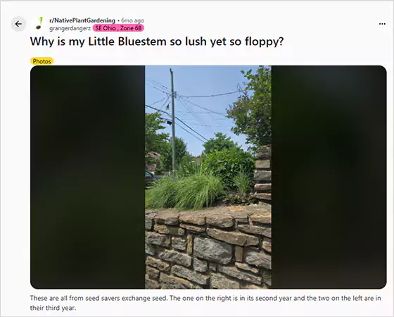 Common Problems Faced by the Schizachyrium Grass