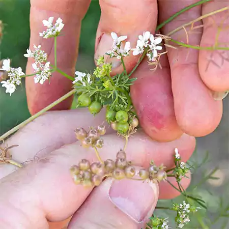 Coriander seeds