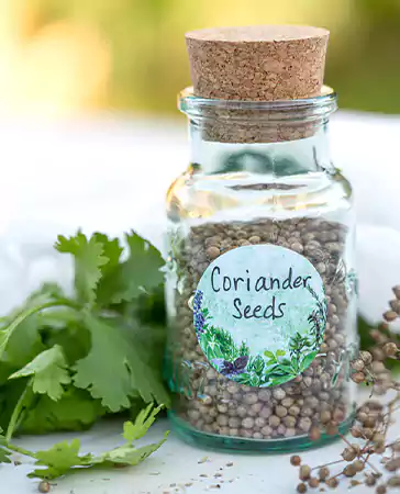 Coriander seedss