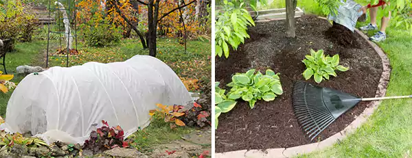 Frost Cover and Mulching