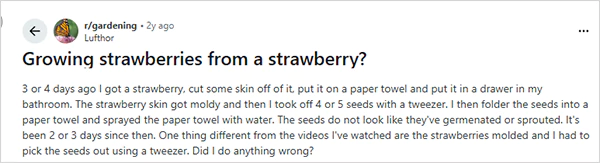 Growing strawberries from a strawberry Reddit query