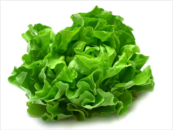 Lettucee