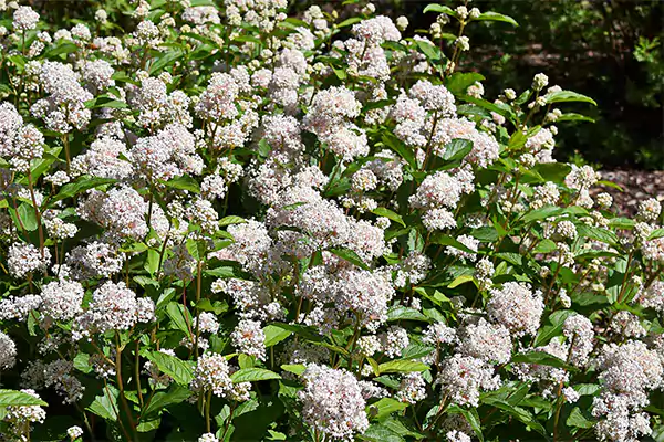 New Jersey Tea Plant