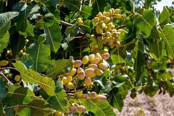 Pistachio Plant