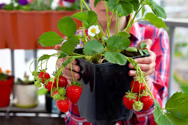 Planting strawberries in pots