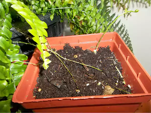 Propagating by separating runners