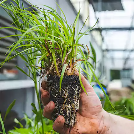 Propagation of Little Bluestem