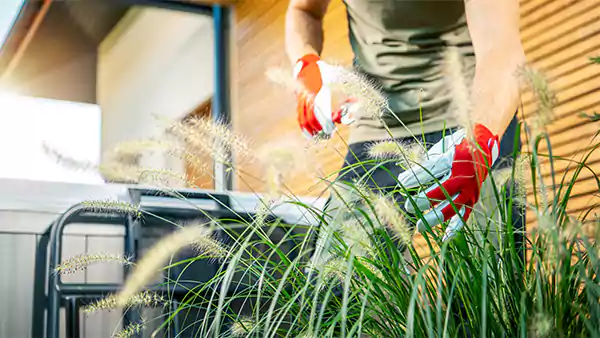 Pruning Bluestem Grass