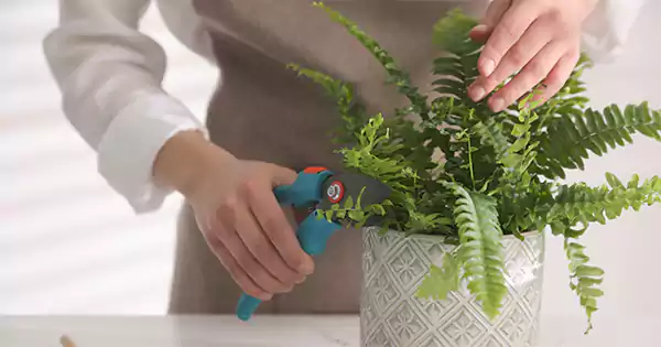 Pruning Boston Fern