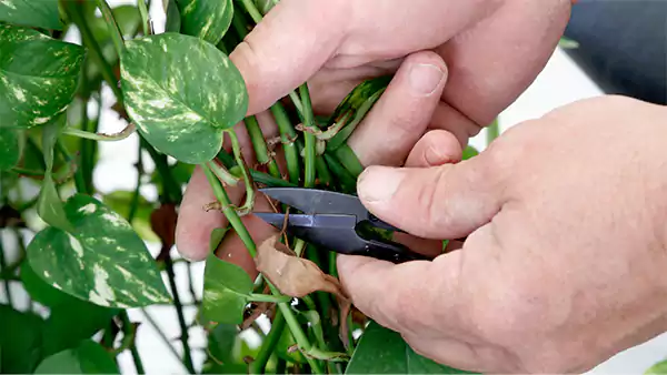Pruning plants