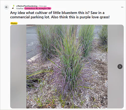 Reddit Query About Bluestem Cultivar