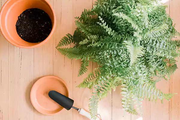 Repotting Boston Ferns