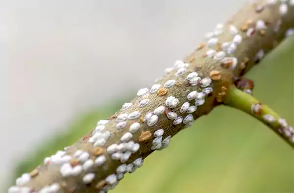 Scale Insects