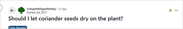 Should I let coriander seeds dry on the plant Reddit query