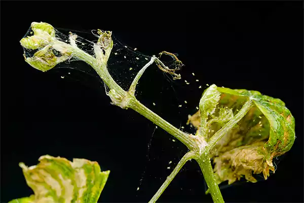 Spider Mites