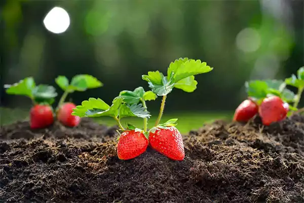 Strawberry plant on the ground