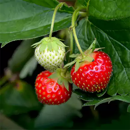 Strawberry plant