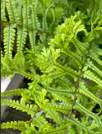 Twice divided fronds