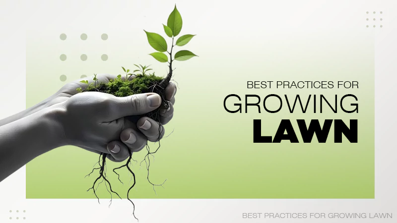 best-practices-for-growing-lawn