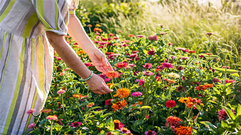 d-Care Tips For Flowers