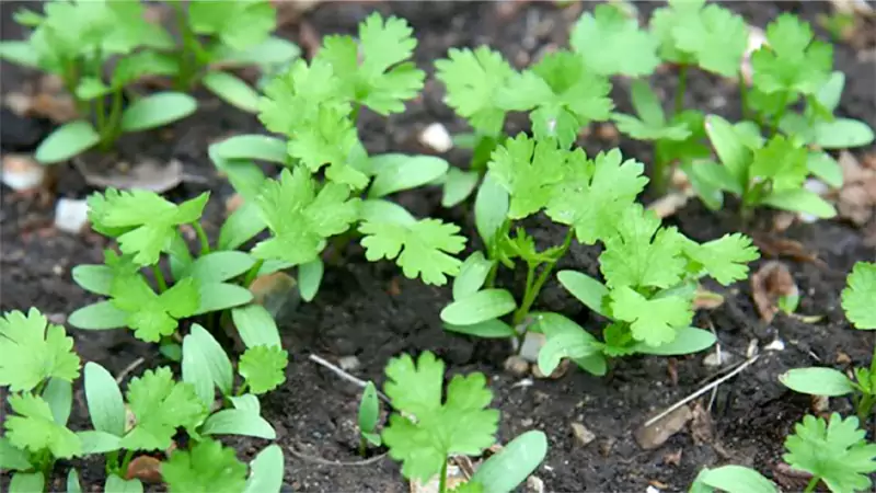 d-How to Grow Cilantro