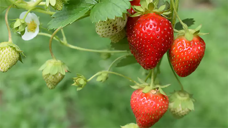 d-How to Grow Strawberries