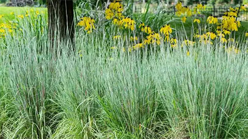 d-Little Bluestem