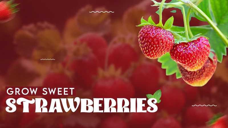 grow sweet strwaberries