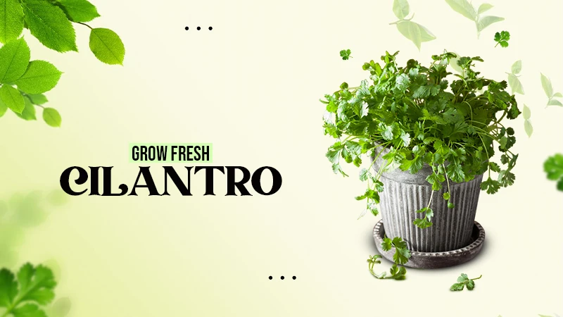 grow fresh cilantro