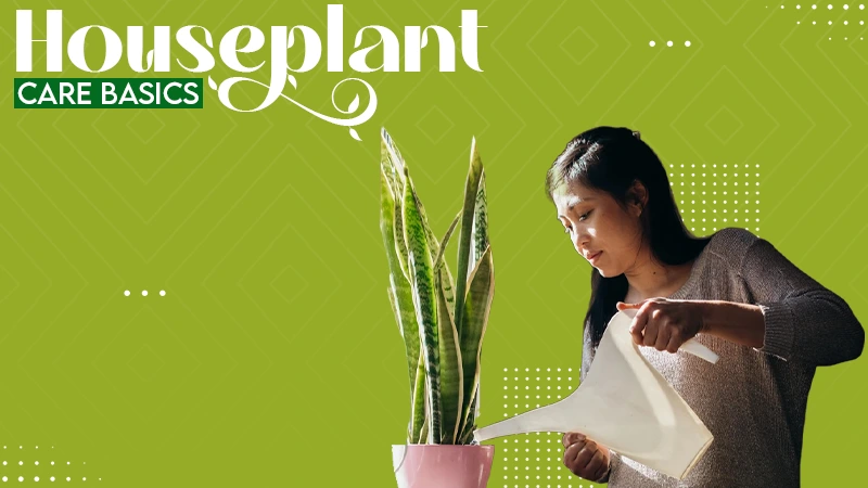houseplant Care Basics