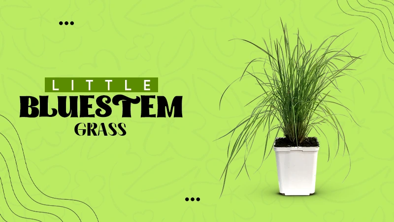 little bluestem grass