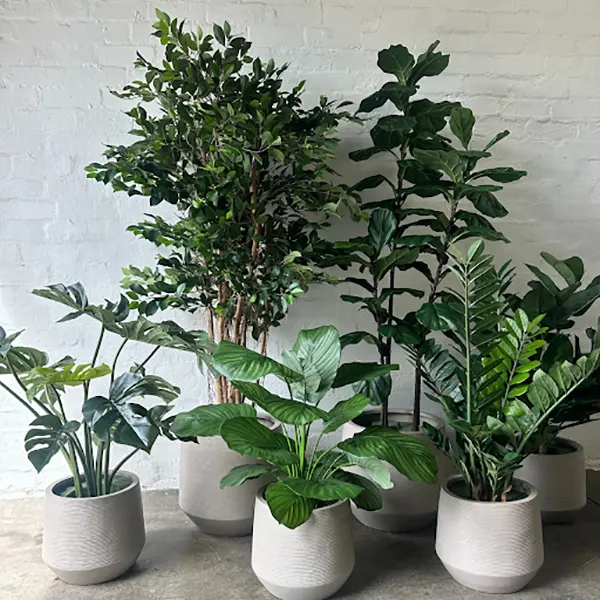 outdoor plants in home