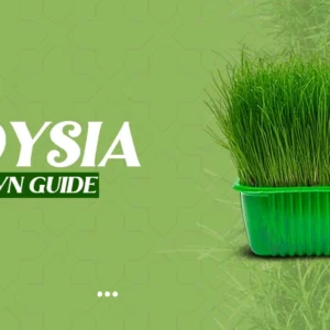 zoysia lawn guide
