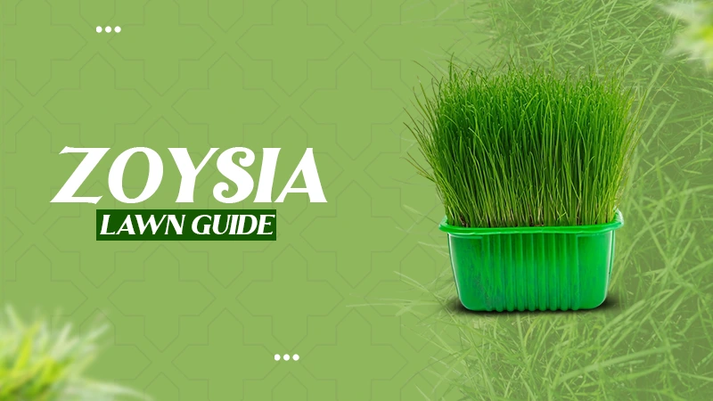 zoysia lawn guide