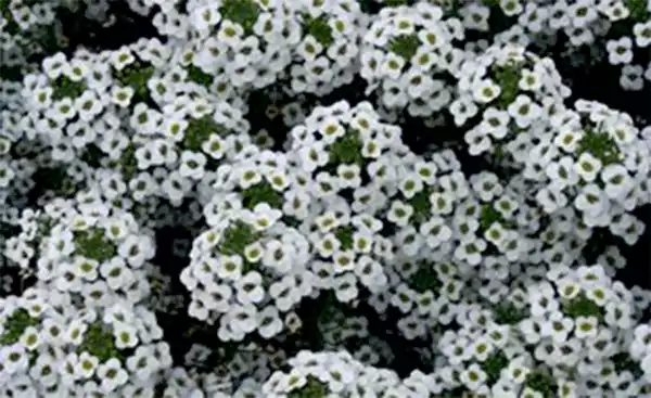 Alyssum