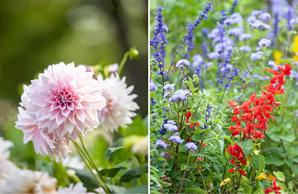Annual and Perennial flowers