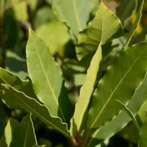 Buy Bay Leaf Tree for Sale—Free Shipping Available