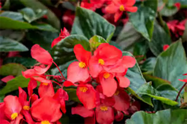 Begonia
