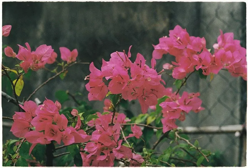 Bougainvillea