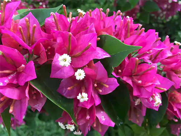 Bougainvillea