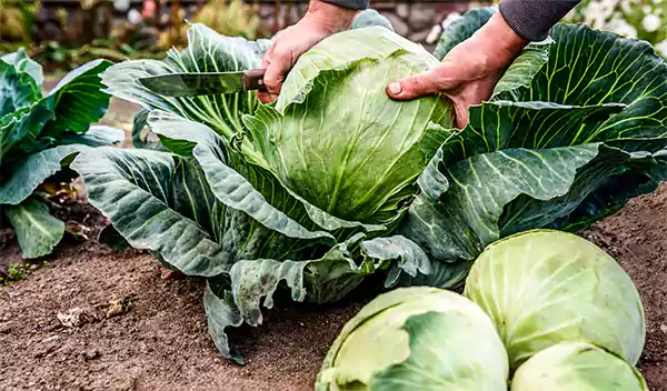 Cabbage Plant