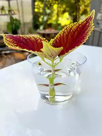 Coleus