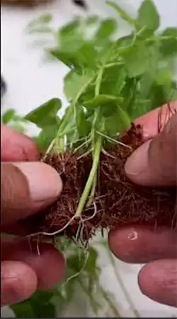 Creeping jenny root division