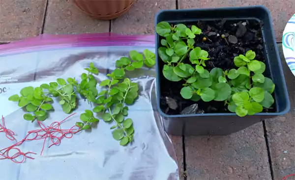 Creeping jenny stem cutting